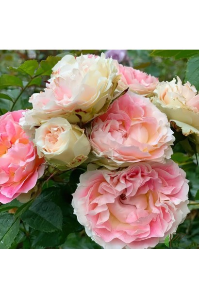 Троянда плетиста Цезарь фото